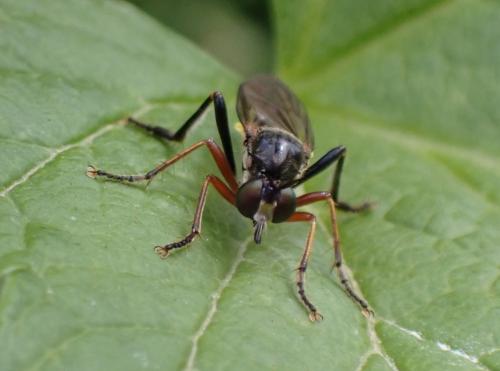 Dioctria rufipes